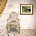 thumbnail image 3 of Souders, Paul 32x23 Gold Ornate Wood Framed with Double Matting Museum Art Print Titled - Africa-Rwanda-Volcanoes National Park-Golden Monkey in Virunga Mountains, 3 of 4