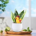 thumbnail image 5 of Celectigo Terracotta Self-Watering Stakes – Automatic Plant Waterers for Potted & Hanging Plants, Easy Refill, 110ml Capacity, Ideal for Indoor & Outdoor Gardens, 4-Pack (Cute Duck), 5 of 6