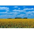 thumbnail image 2 of Jaynes Gallery 24x17 Gold Ornate Wood Framed with Double Matting Museum Art Print Titled - Canada-Manitoba-Altona Farm field with crop of sunflowers, 2 of 4