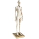thumbnail image 5 of de anatomía femenina de 11 pulgadas - Escultura de pintura de modelo anatómico de y músculo , referencia anatómica para, 5 of 8
