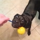 thumbnail image 4 of Cuerda De Goma Juguete De Bola Cuerda Flexible Molar Masticar Juguete Interactivo Portátil Molar Juguete No Tóxico Cuerda De Limpieza De Dientes Bola Para Mascotas Hogar Al Aire Libre seitruly PT001684-01, 4 of 7