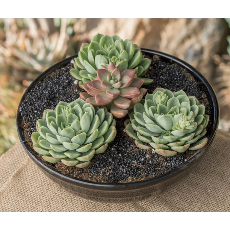 succulent ghost plant Ghost Plant 'Blue' – Native Gardeners main image 1