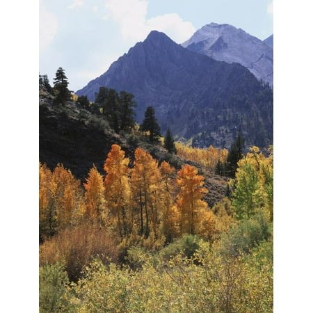 California, Sierra Nevada, Autumn Aspens in the Mcgee Creak Area Print Wall Art By Christopher Talbot