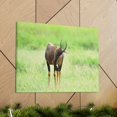 thumbnail image 6 of Antelope Hunting Antelope on Hunt Print Animal Wall Art Wildlife Canvas Prints Wall Art Ready to Hang Unframed, 6 of 18