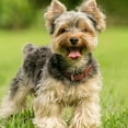 thumbnail image 2 of SUOSDEY Puppy Collar Adjustable Soft Breathable Leather Dog Collar for Small Medium Large, 2 of 5