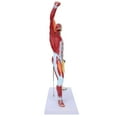 thumbnail image 2 of Modèle Musculaire, Modèle Musculaire Humain Miniature Structure Musculaire Durable et Fiable pour Exposition pour École pour Vie pour Guide Éducatif, 2 of 8