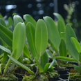 Cattleya Orchid Nadia Song Plant Rlc Pot Size 3 4 Inchs Walmart cattleya-orchid-nadia-song-plant-rlc-pot-size-3-4-inchs-walmart
