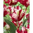 thumbnail image 1 of TASC Tulip ‘Estella Rijnveld’ Parrot Perennial Flower Bulb, 1 of 2