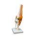 thumbnail image 4 of Modelo de articulación de la humana 1: 1 Tamaño científico de vida intuitiva, con ligamentos modelo anatómico, 4 of 9