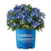 Endless Summer Pop Star Reblooming Hydrangea Live Shrub in 1-Gallon Grower Pot