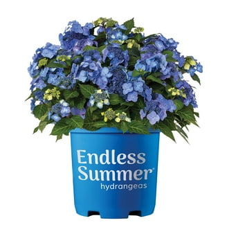 Expert Gardener Glory Blue Hydrangea (1 Gallon) With pale lilac