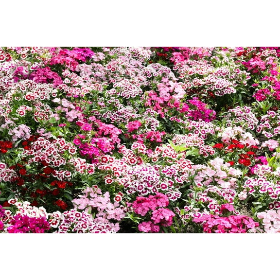 Seedville 500 Sweet William Mix Dianthus Barbatus Flower Seeds