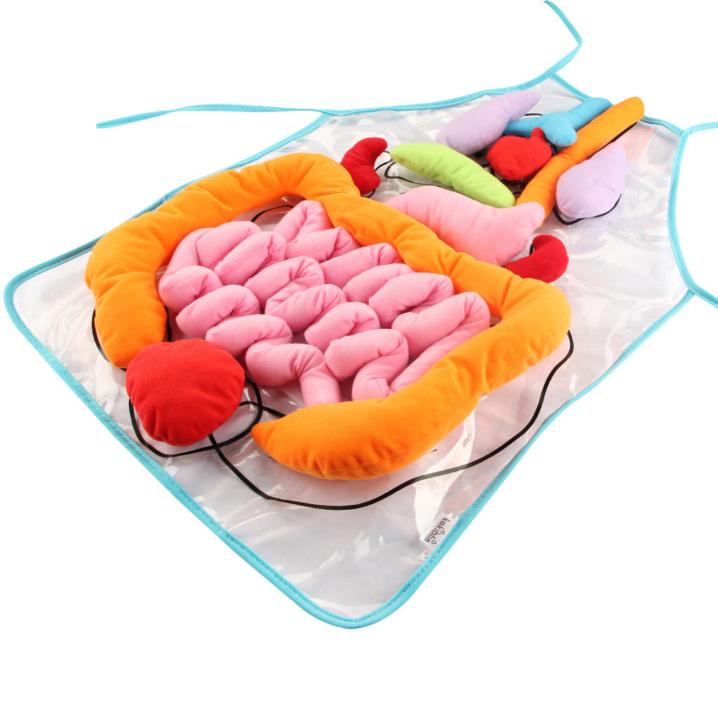Bowake Educational Insights Toys For Children Anatomy Apron Human Body Organs Aware