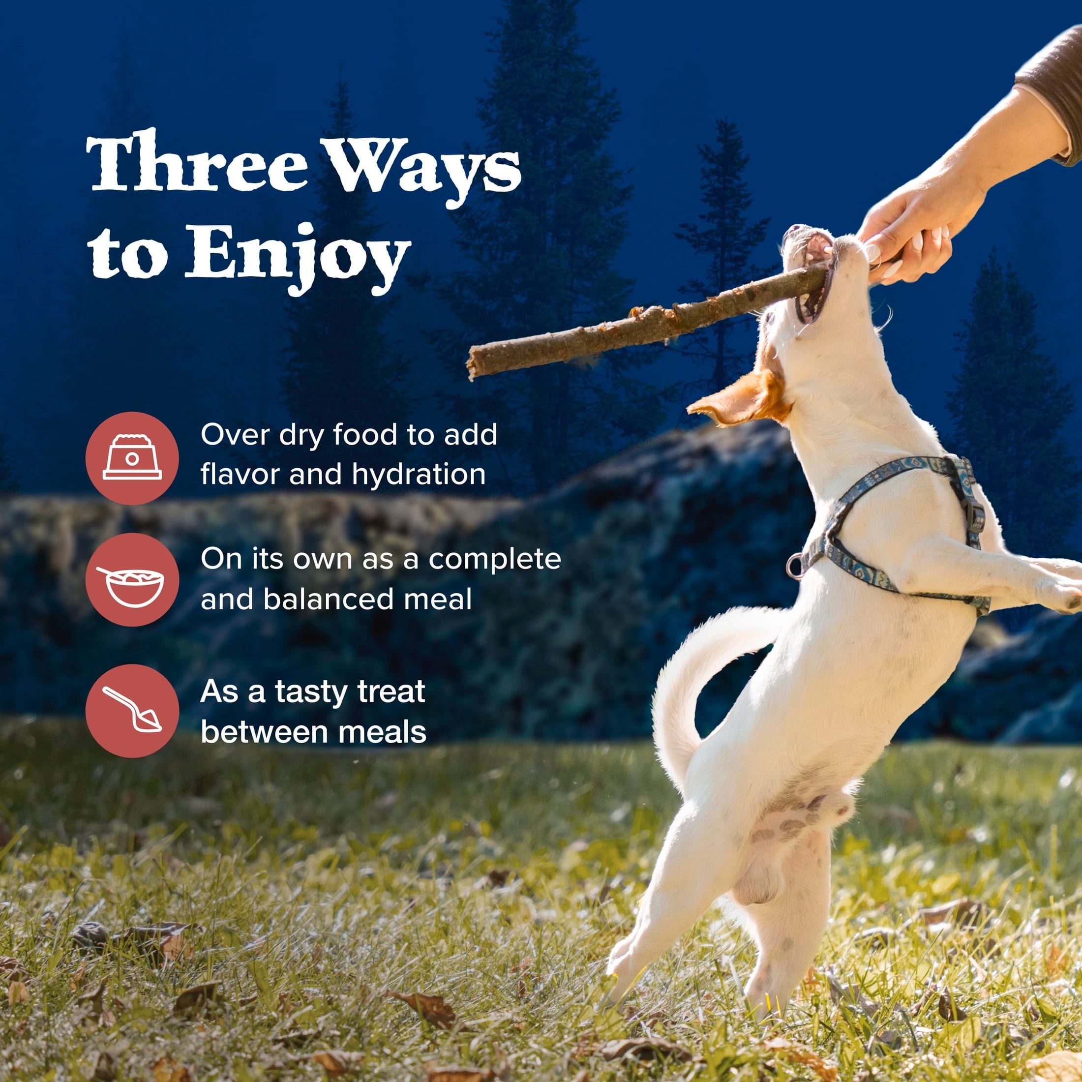 (12 pack) Blue Buffalo Wilderness Adult Wet Dog Food, Grain Free, Red Meat Paté, 12.5oz Can
