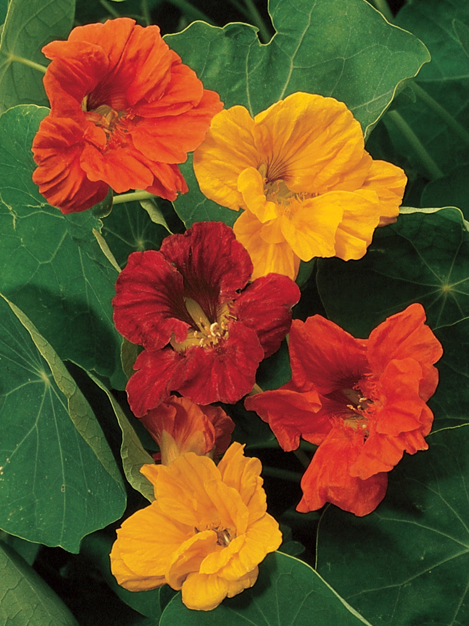 Burpee Jewel Mix Nasturtium, Annual Flower Seed, 1 Pack, Full Sun