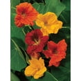 thumbnail image 3 of Burpee Jewel Mix Nasturtium, Annual Flower Seed, 1 Pack, Full Sun, 3 of 5
