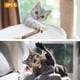 thumbnail image 2 of Juguetes interactivos para gatos de interior Silvervine para gatos Juguetes de hierba gatera para gatos de interior Juguete masticable para la limpieza de dientes de gatos Dentición de, 2 of 7