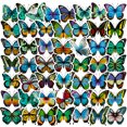 thumbnail image 2 of Pegatinas de mariposas para álbumes de recortes, 50 unidades, coloridas flores azules, 2 of 2