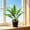 Multicolor#4, variant on Artificial Potted Plants for Indoor Decor | Faux Green Tree with Realistic Leaves | Lifelike PVC HousePlants for Living Room Office Bedroom | No Maintenance Artificial Plants for Home Decoration