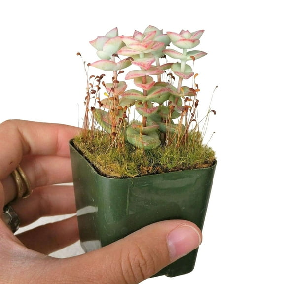 Crassula Tom Thumb (2"  Plastic Pot) - Tiny, Lovely, Easy to Care Succulents - Live Healthy Succulents - Best Indoor Plant
