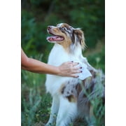Earthbath 026041 Grooming Dog Wipes, Mango Tango - 100 Count