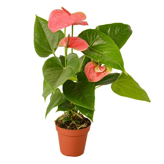 Anthurium Pink Live Plant for Indoor | Different Houseplants in 4'' & 6'' Pot | Real House Plant for Living Room | Flamingo Flower | Tailflower | Painter's Palette | Laceleaf