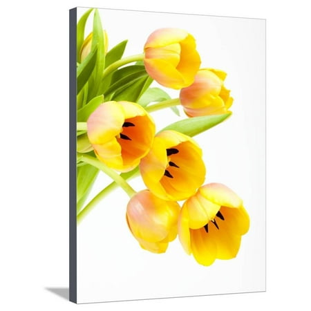yellow and orange tulips stretched canvas print wall art by frank