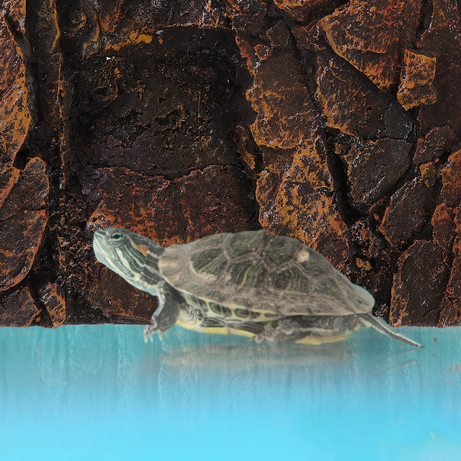 Simulated Rock Background Reptile Tank Terrarium Stereo Background Decor