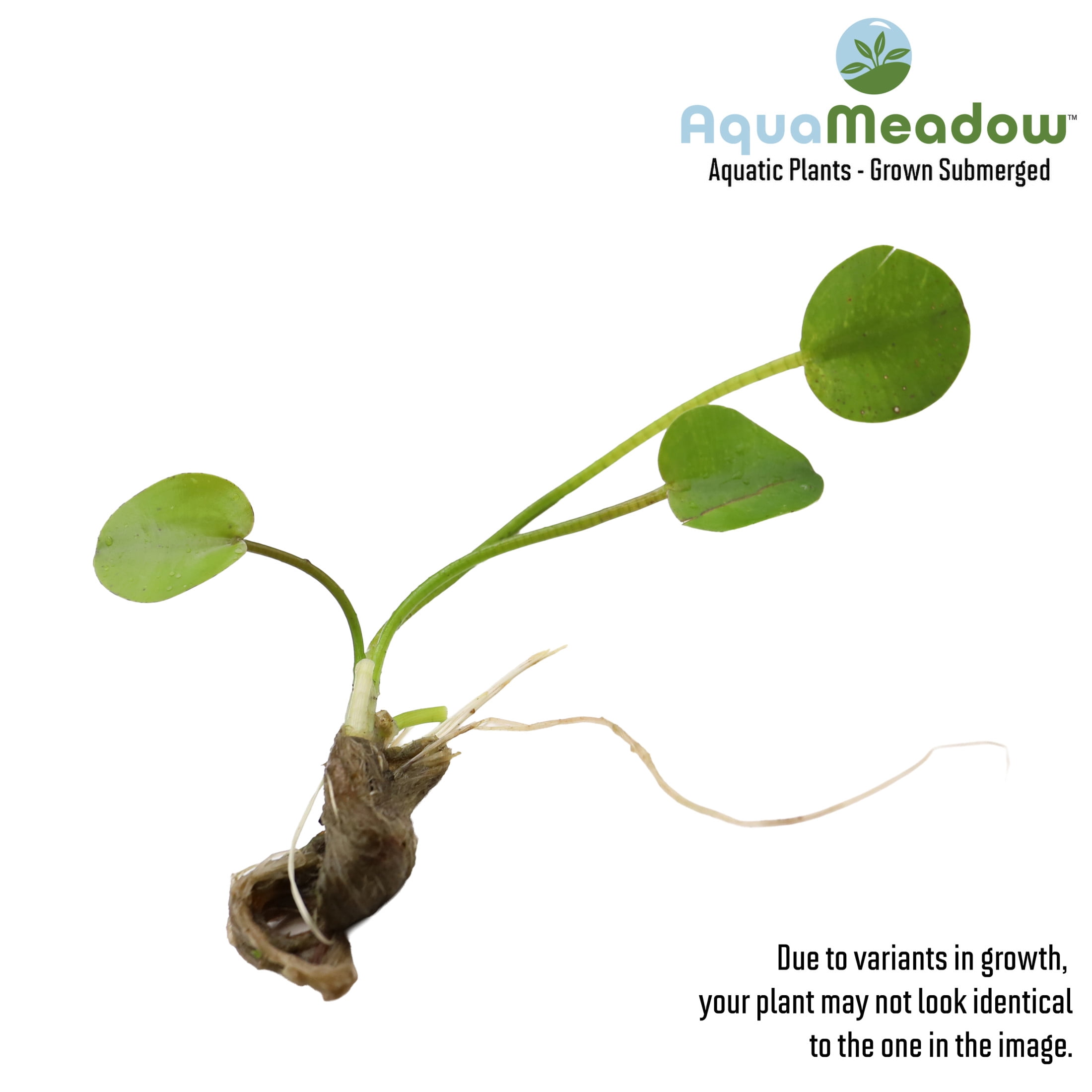 AquaMeadow Water Poppy Surface Plant 3ct