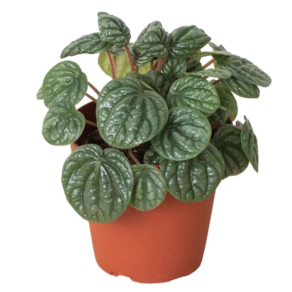 Peperomia Burbella! Live Plant for Indoor | Different Houseplants in 4'' & 6'' Pot | Real House Plant for Living Room, Office, Desk & Bathroom | Radiator caperata