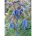 thumbnail image 1 of 7 BLUE SAUSAGE FRUIT Edible & Ornamental Decaisnea Fargesii Tree Shrub Seeds, 1 of 10
