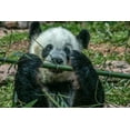 thumbnail image 2 of Fitzharris, Tim 32x23 White Modern Wood Framed Museum Art Print Titled - Panda eating bamboo, 2 of 4