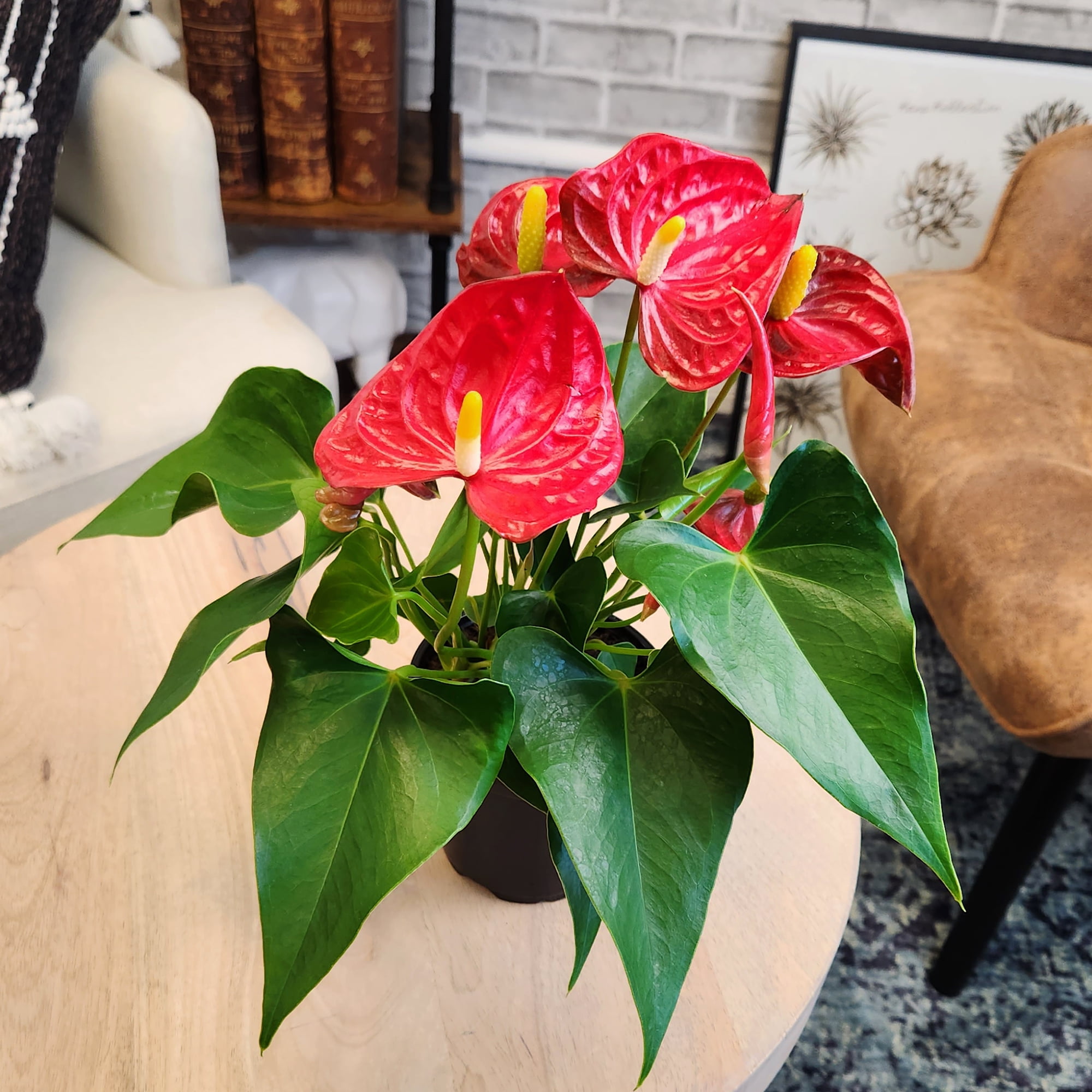 anthurium splendid Philodendron Splendid (Melanochrysum X Verrucosum) — Aroidasia main image 1
