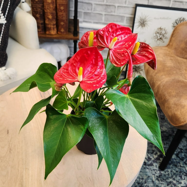 happily plants Large Happy Plant – Low Light Office Plant Brisbane – Jungle Joy Plants and  Co main image 0