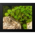thumbnail image 2 of Tenoever, William 24x20 Black Modern Framed Museum Art Print Titled - Lillypads C, 2 of 5
