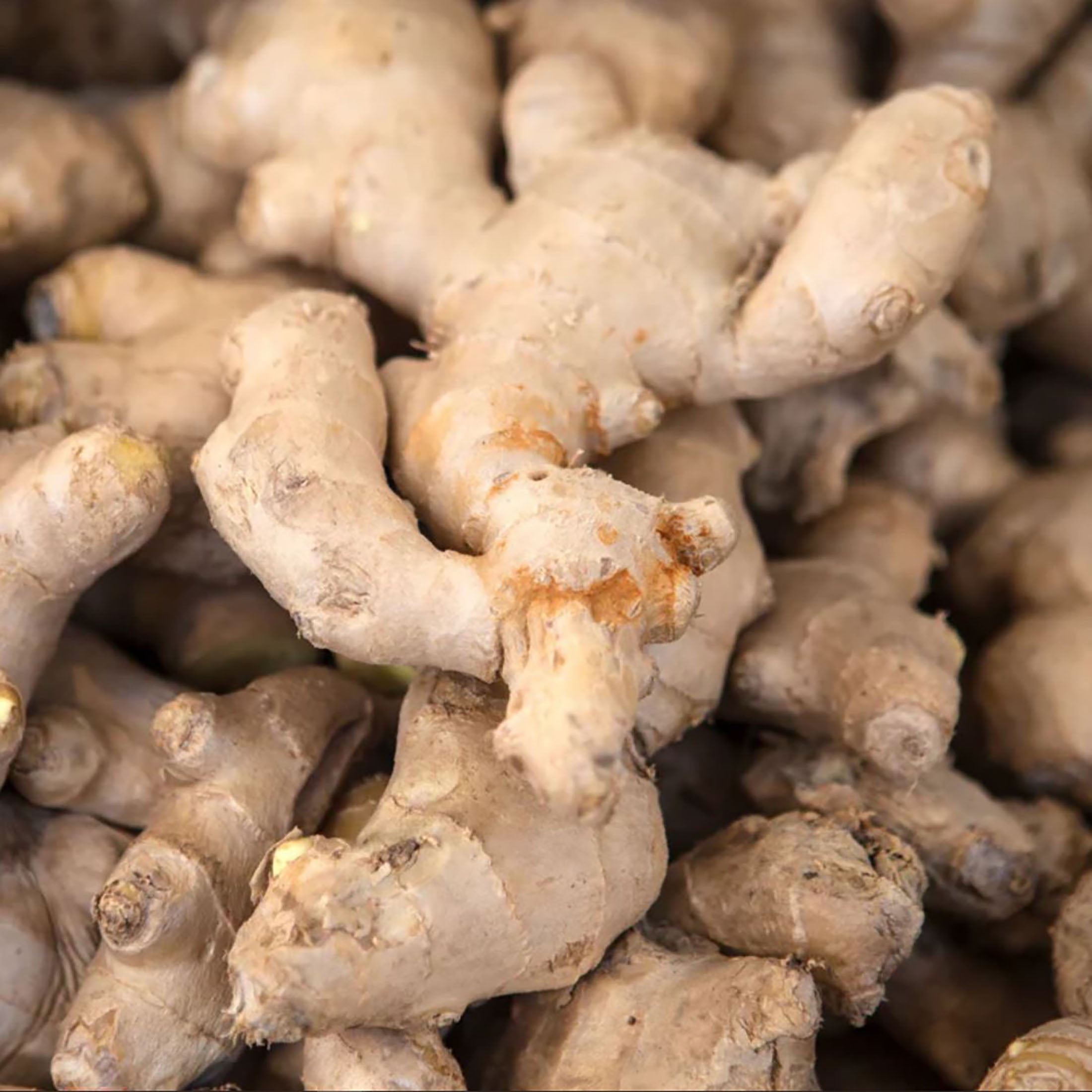 Terrasoul Superfoods Organic Ginger Powder, 2 Lbs (1 Lb 2-Pack) - Lab-Tested | Raw | Potent Spicy Flavor