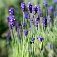 thumbnail image 2 of Lavender Fine Population Essential Oil 5 ml (1/6 fl oz) - 100% Pure and Natural by Silky Scents, 2 of 6