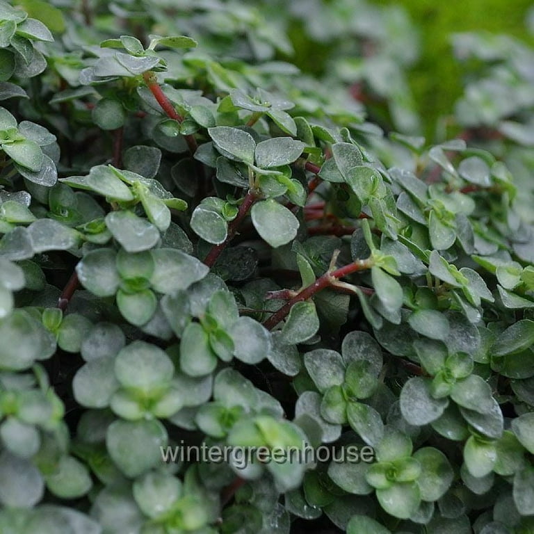Pilea glauca - Red Stem Pilea, Silver Sprinkles, Aquamarine