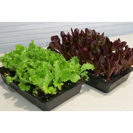 Hoss 48-Cell Seed Starting Kit | Trays, Domes, Soil, Fertilizer and Labels!
