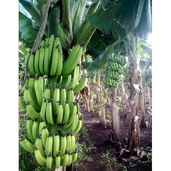 Grand Nain Banana Plant 4-7" Tall for Planting, Cold Hardy Banana Plant Live, Tropical Banana Fruit Seedling, Grand Nain Banana Tree Well Rooted