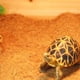 thumbnail image 5 of Alfombra suave y transpirable para terrario de reptiles, ideal para gecos, serpientes barbudas, camaleones y tortugas., 5 of 6