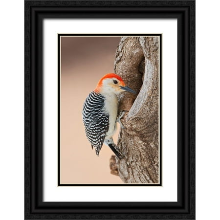 Ditto, Larry 23x32 Black Ornate Wood Framed with Double Matting Museum Art Print Titled - Red-bellied Woodpecker (Melanerpes carolinus) foraging
