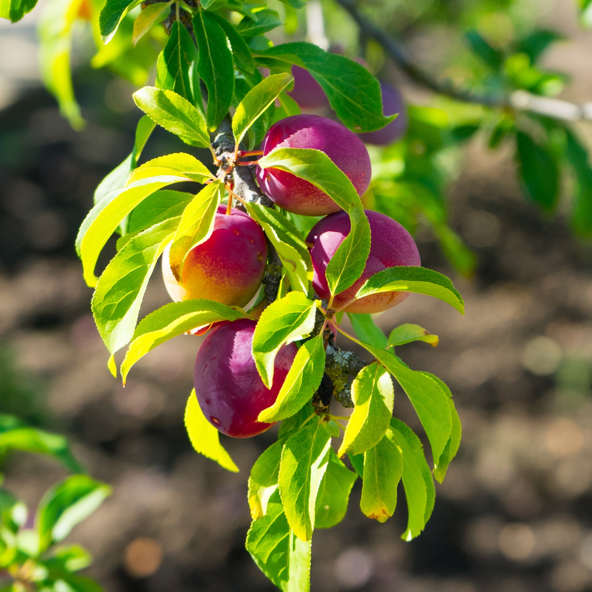 Methley Plum Trees for Sale, burgundy plum - delegacion.uc3m.es