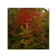 thumbnail image 2 of Trademark Fine Art "Why I Love Autumn 2" Canvas Art by Kurt Shaffer, 2 of 4