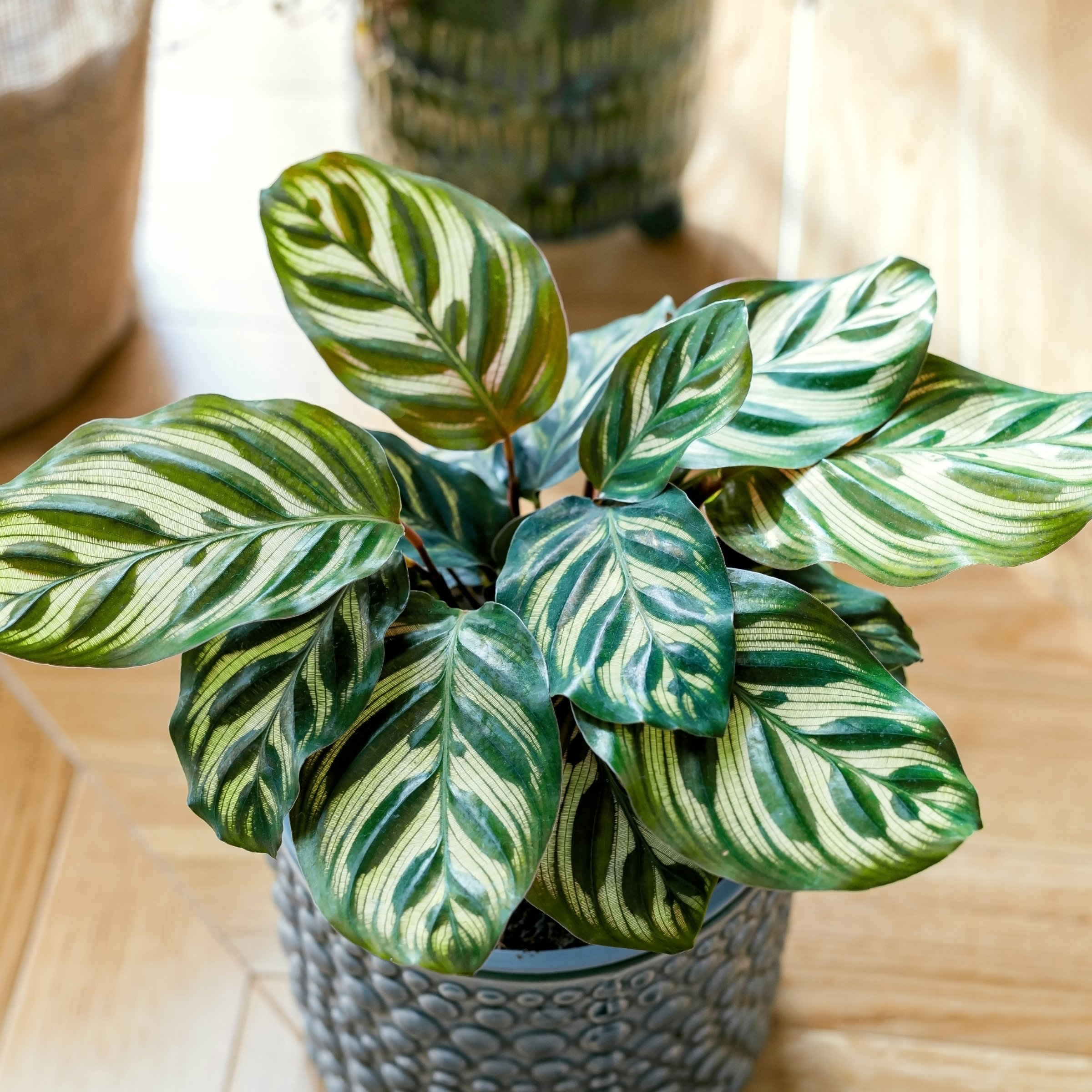 6 in. Calathea Makoyana Plant in Grower Container