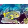 thumbnail image 2 of CafePress - Yellow Ribbon Sweetlips - Scroll Ornament, 2 of 3