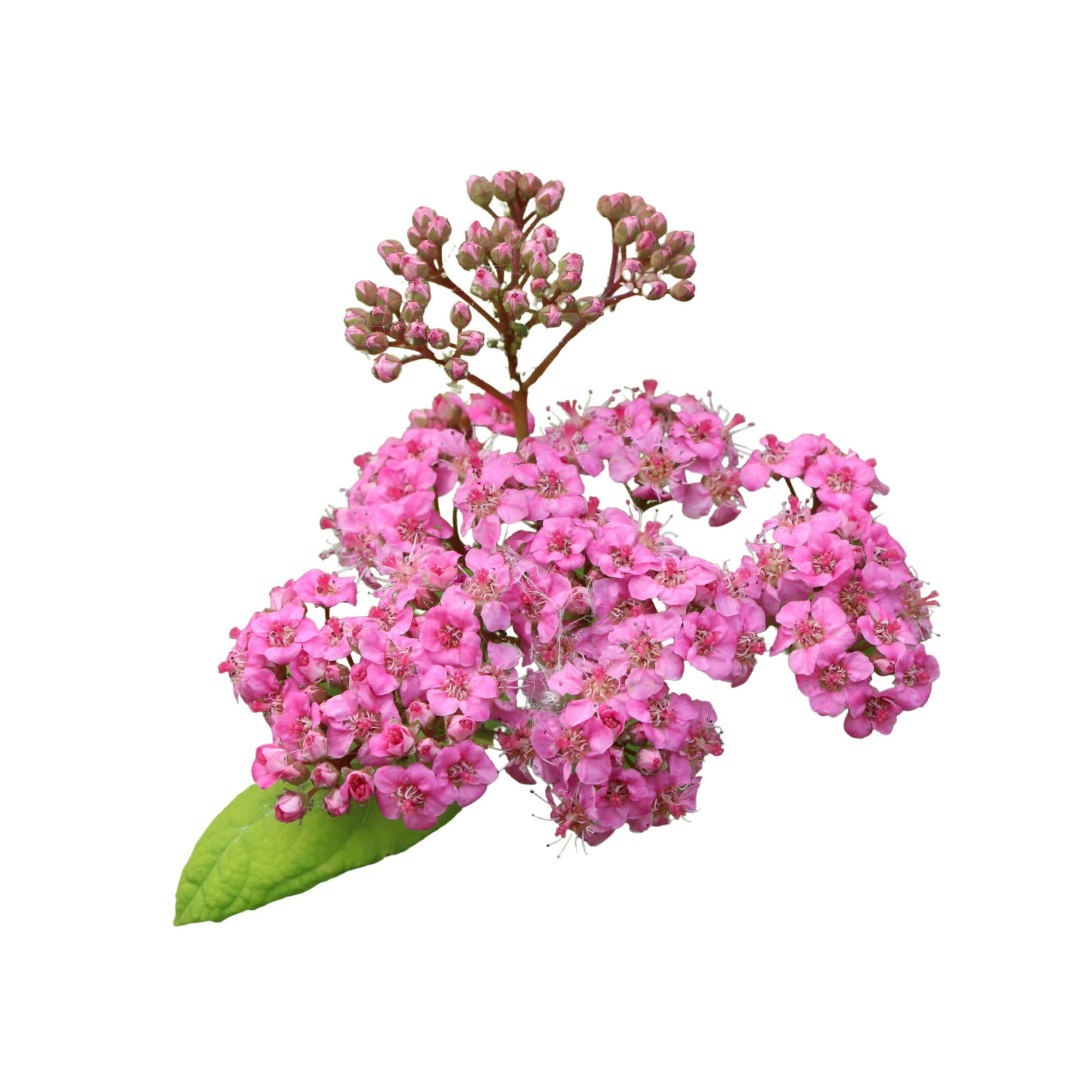 Proven Winners ColorChoice 5" Glow Girl Pink Birchleaf Spirea Live Plant in 4.5" Pot (4 Count)