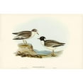 thumbnail image 2 of Gould, John 18x13 Black Modern Framed Museum Art Print Titled - Hooded Dottrel-Hiaticula monacha, 2 of 4