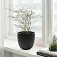 thumbnail image 2 of Black MgO Round 9.2in. H Planter, 2 of 6
