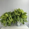 thumbnail image 4 of UV Resistant Lifelike Artificial Boston Fern,Faux Ferns For Outdoor Planter Large,2024 New Artificial Plants For Decor Outdoor,For Home, Office,Garden Indoor Outdoor, 4 of 6